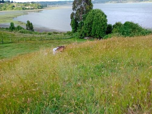 a field of tall grass next to a body of water at Cabañas Reflejo de Luna in Castro