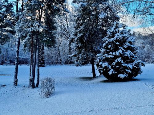 a christmas tree covered in snow next to trees at Hôtel Eden Lake in Égletons