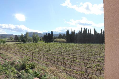 a large field of vines with trees in the background at Gîte de charme pour 10 personnes in Camélas