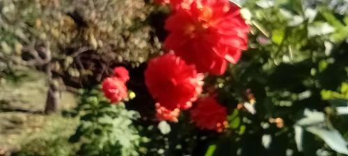 聖薩爾瓦多德胡胡伊的住宿－La Primavera，灌木丛上的红花