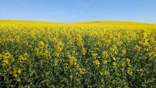 a field of yellow flowers with a hill in the background at Ferienhaus Meeresrauschen in Binz