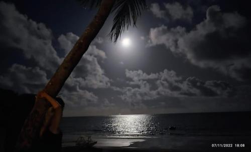 a palm tree on the beach with the moon in the sky at Pousada Flor de Lótus Suites Carneiros in Tamandaré
