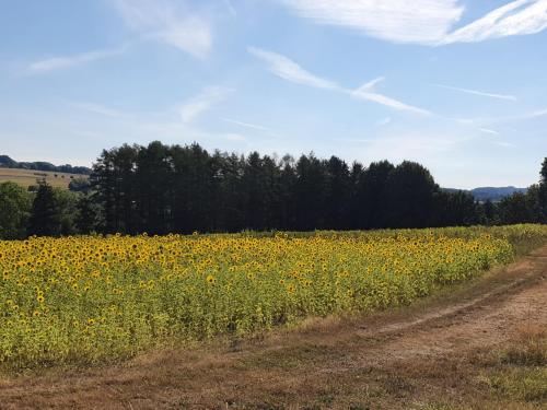 a field of yellow flowers next to a dirt road at Ferienwohnung im Siebengebirge nähe Köln/Bonn in Königswinter