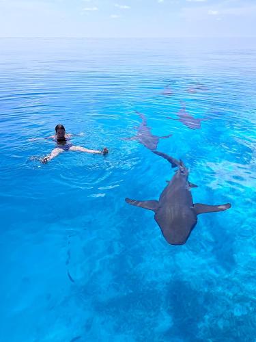 a man swimming in the water with a group of dolphins at Konut by Thakuru in Guraidhoo