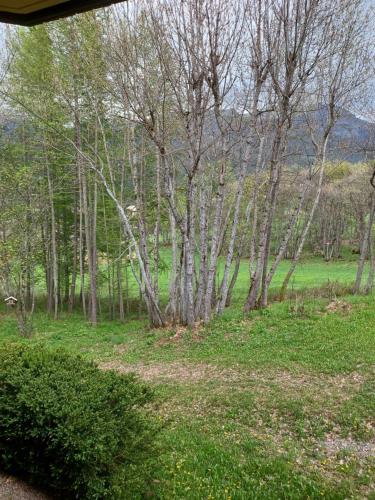 un grupo de árboles en un campo con césped verde en le chamois d or, en Allos