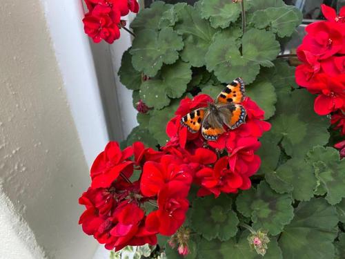 Uma borboleta está sentada num ramo de flores vermelhas. em Buccleuch Garden Room em Fort William