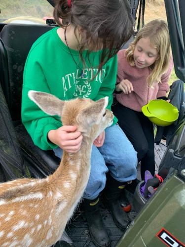 a woman is petting a deer in a car at Hilltop Whakaipo Estate in Taupo