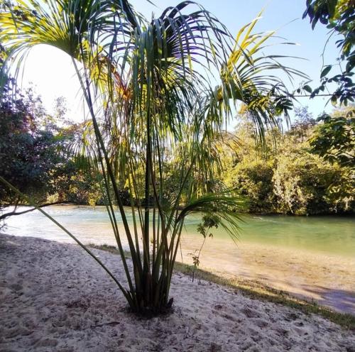 a palm tree on a sandy beach near the water at Pousada Auroranascerdosol in Manhã