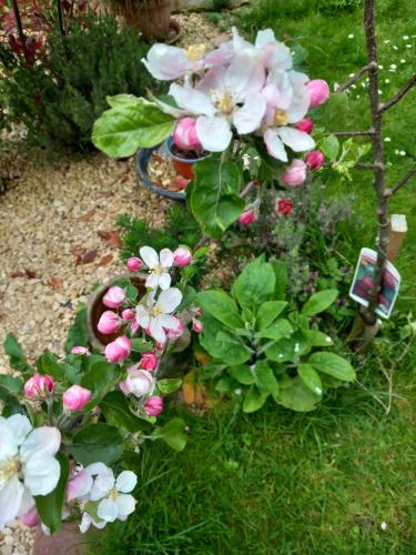 a group of pink and white flowers in a garden at Escape to the Country in wonderful Worcestershire in Ombersley