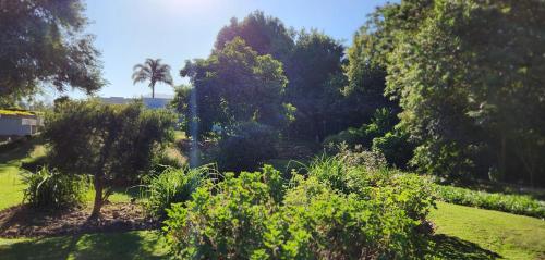 a garden with a palm tree in the distance at Marilyn's Rooms in Swellendam