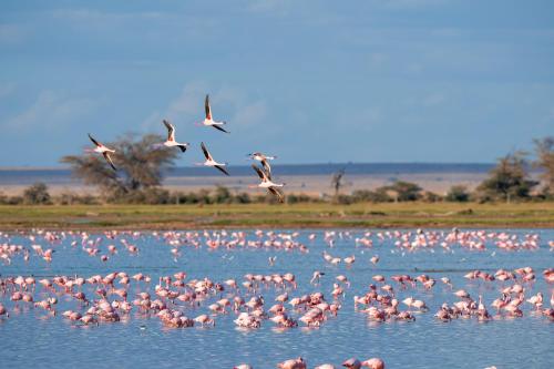 a large flock of pink birds in the water at SOUTH-OF-FRANCE T2 neuf haut de gamme, climatisé, parking gratuit, 2eme ligne balcon 3 in Carnon-Plage