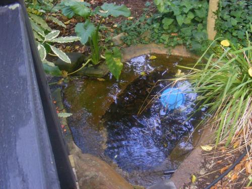 a small pond with a blue object in the middle at Weeroona Bed And Breakfast in Rye