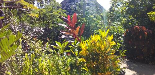 Κήπος έξω από το The Dream Garden Bungalow