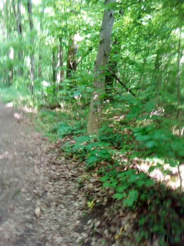 un sentiero nel bosco con piante verdi di Steyr Schönes Haus für den Urlaub a Steyr