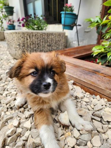 a small brown and white dog sitting on the ground at Seashell Beach Rooms in Durrës