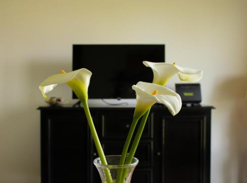 two white flowers in a glass vase in front of a tv at Mileva apartman in Kikinda