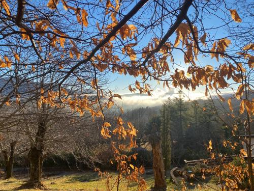 a bunch of leaves on a tree in a field at La Colombaia Amiata in Arcidosso