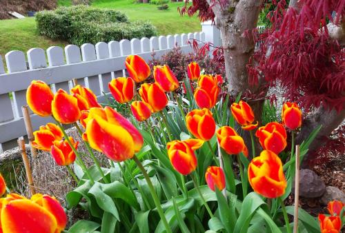 a bunch of red and yellow tulips in front of a white fence at Ferienwohnung Haus Sommerberg in Leonhardshof