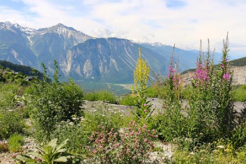 a field of flowers with mountains in the background at Haus Rhodania in Albinen