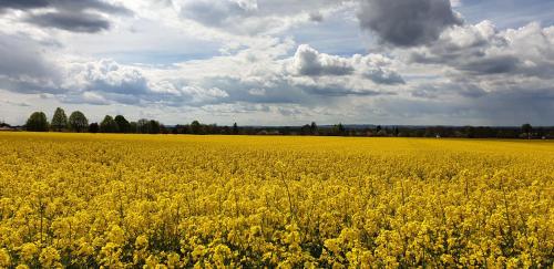 a field of yellow flowers on a cloudy day at Napfény Apartmanház Balatonberény in Balatonberény