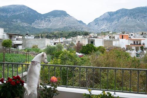a dog sitting on a balcony looking at a city at Merastri Villa in Zarós