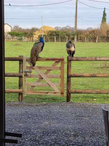 two peacocks standing on top of a wooden fence at LE GITE ADORE in Bissières