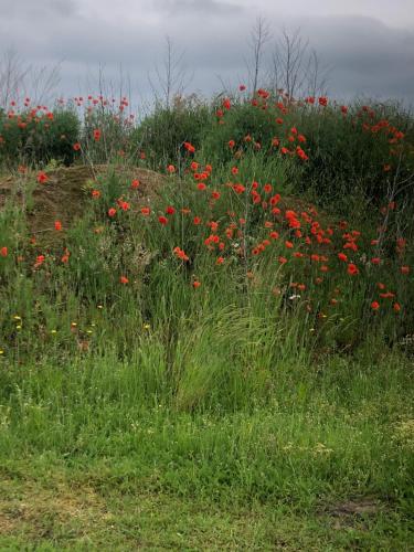 a field of red flowers in a field of grass at Heerlijk Gaanderhei in Gaanderen