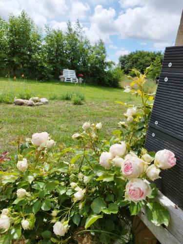 a bush of pink roses next to a bench at Ferielejlighed Rubjerg Præstegård in Løkken