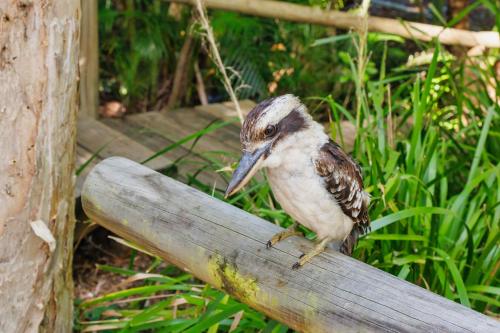 a bird sitting on top of a wooden rail at Bounce Magnetic Island and Koala Park - formerly Roamer in Horseshoe Bay