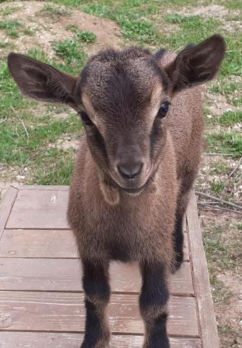 a baby goat standing on a wooden deck at LE CERQUE in Spoleto