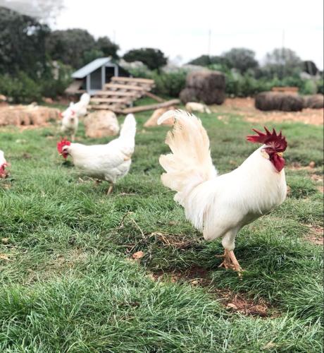 a group of chickens standing in the grass at Masseria Vico in Villaggio Resta