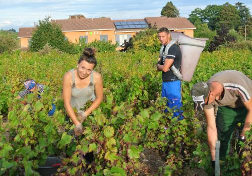 a group of people in a field of vines at Hôtel des Vignes - Juliénas in Juliénas