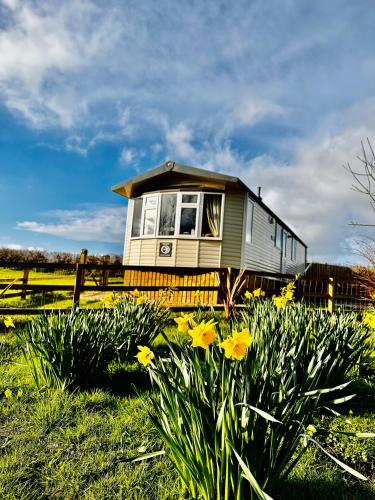 a tiny house in a field with yellow flowers at Highgate Mountain in Pembrokeshire