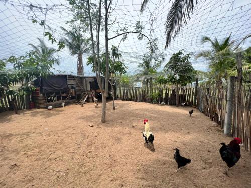a group of chickens walking around a fenced in area at Aiden Homestay in Pasikuda