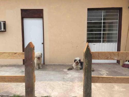 two dogs are sitting in front of a building at Casa de vacaciones rancho la chingada in Tecolutla
