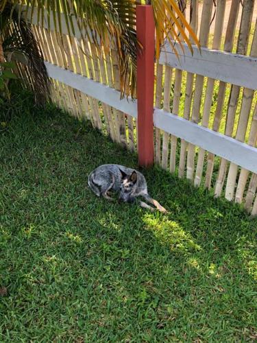 a cat laying in the grass next to a fence at Casa de vacaciones rancho la chingada in Tecolutla