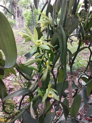 a plant with yellow flowers and green leaves at Casa de vacaciones rancho la chingada in Tecolutla