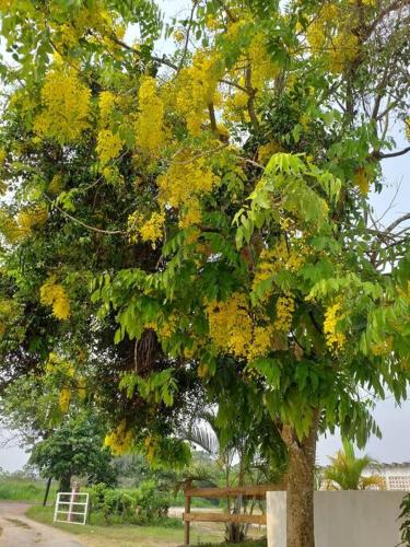 a bench sitting under a tree with yellow leaves at Casa de vacaciones rancho la chingada in Tecolutla