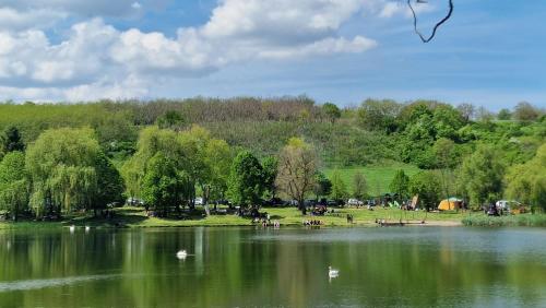 a lake with swans and people in a park at NEO resort jezero Bruje in Erdevik