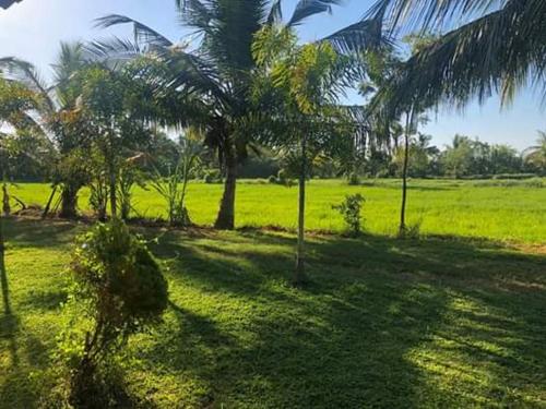 a group of palm trees in a field at Wild Breeze in Tissamaharama
