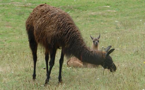 a llama grazing in a field of grass at Les Etangs de Pitié in Mellionnec