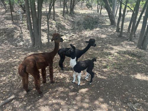 Vier Lamas und ein Hund stehen im Wald in der Unterkunft Luxury Yurt, Alpacas and llamas near Downtown Wimberley and Wineries in Wimberley
