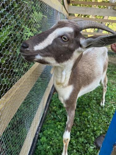 a goat is standing next to a fence at Granja del Cafe Hotel y Centro de convenciones in Venecia