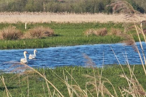a group of three swans swimming in a pond at Family-friendly house close to Aarhus in Galten