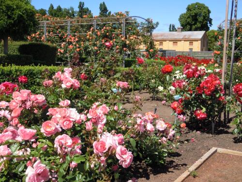 a garden filled with pink roses and other flowers at Woolmers Estate in Longford