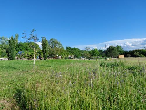 a field of tall grass with a tree in it at La demeure des poètes chambres d'hôtes in Les Cabannes