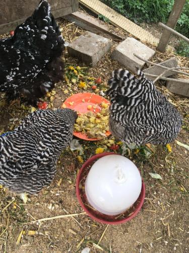 een groep van drie vogels die eten uit een kom bij Gemütliche Wohnung auf dem Ziegenhof in Lemgo