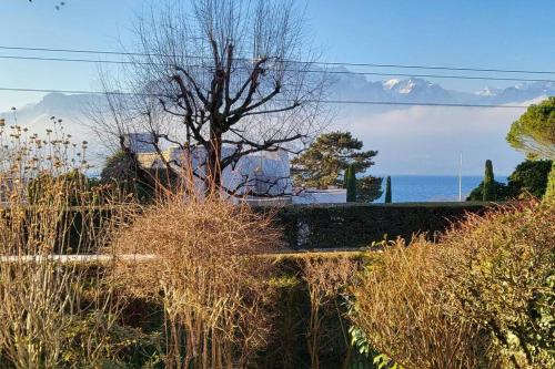 a tree on a hill with the ocean in the background at Lake side(5min)/fire place/garden/freeparking/45m2 in La Tour-de-Peilz