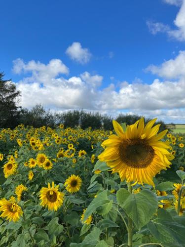 a field of yellow sunflowers under a blue sky at Room 4 - Hawkraft kulturhotel in Vestervig