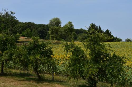 a field of sunflowers and trees in a field at Domaine de calbiac in Dolmayrac